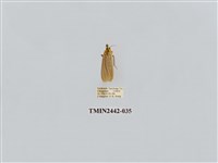 藏品(淡白凹苔蛾)的圖片